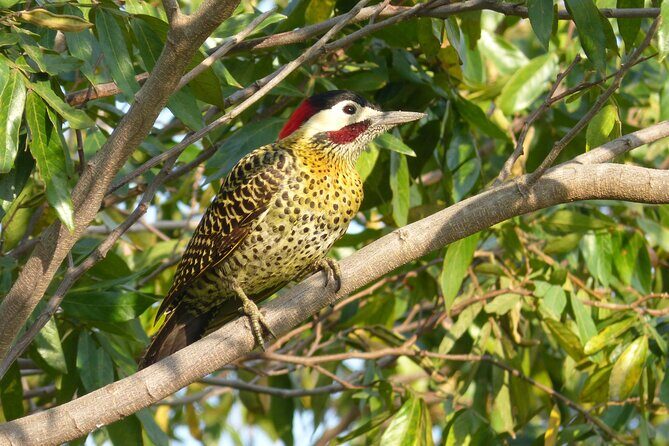 Connect with the nature of Iberá on a private tour - Frequently Asked Questions