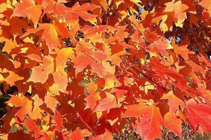 Connecticut Maple Foliage 1 Day Tour From New York - Who Would Love This Tour?