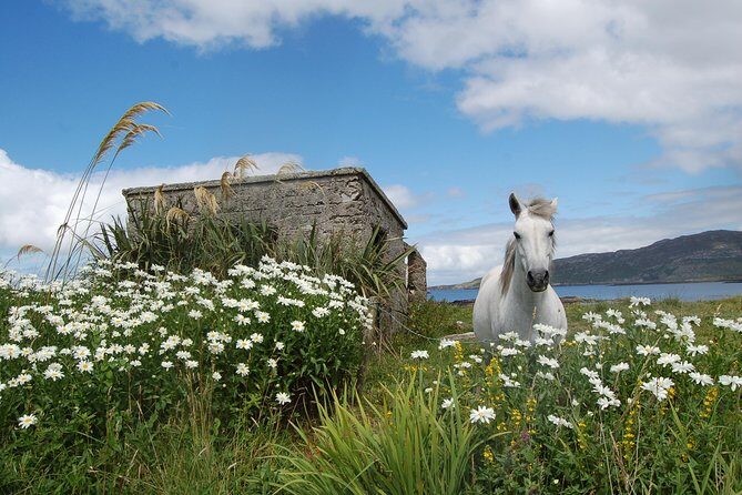 Connemara, Kylemore Abbey and Wild Atlantic Way tour from Galway - Key Points