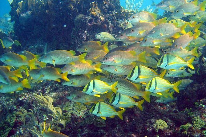 Contoy Caribbean Adventure! Round Transportation from Cancun - FAQs