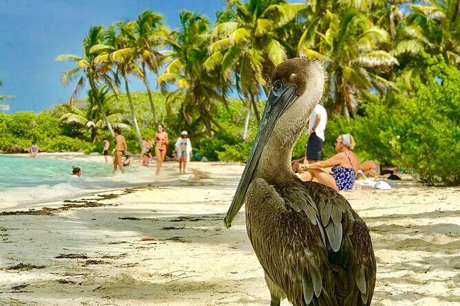 Contoy Reef & Isla Mujeres Tour! From Cancun & Playa del Carmen - An In-Depth Look at the Contoy & Isla Mujeres Tour