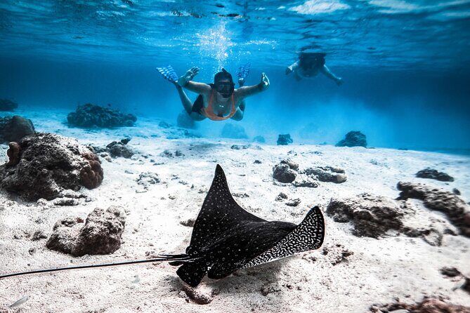 Cook Islands Turtle and Ray Tour - Introducing the Cook Islands Turtle and Ray Tour