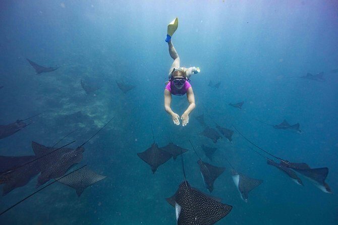 Cook Islands Turtle and Ray Tour - Who Should Consider This Tour?