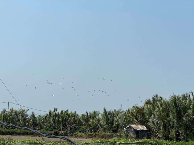 Cooking class in Tra Que village and lantern making - An Authentic Taste of Vietnam: Cooking Class in Tra Que Village and Lantern Making