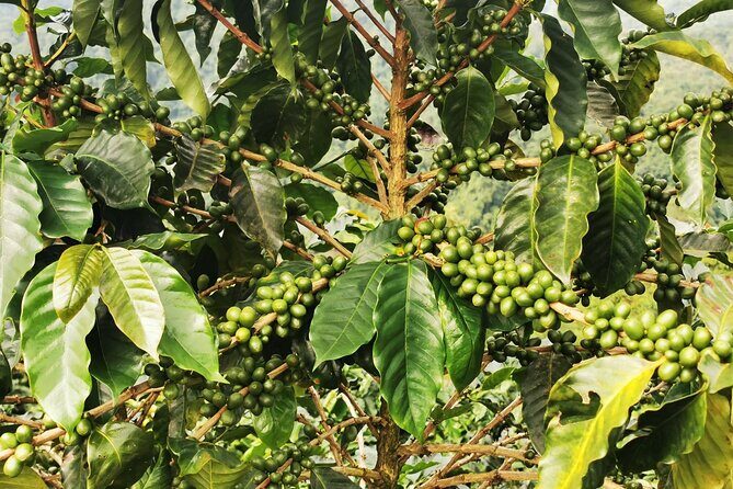 Cooking Class & Medicinal Plants Garden Manuel Antonio - Final Thoughts: Why This Tour Stands Out