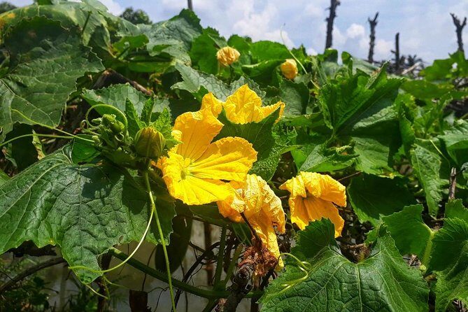 Cooking, Farming and Waterfall In Vietnam Countryside - Exploring the Day Step-by-Step