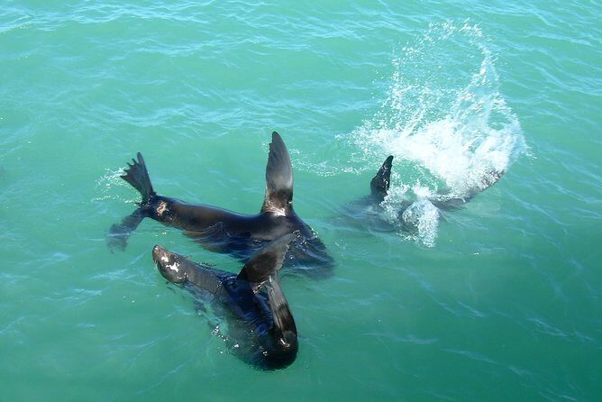 Coorong Highlights Cruise - Key Points