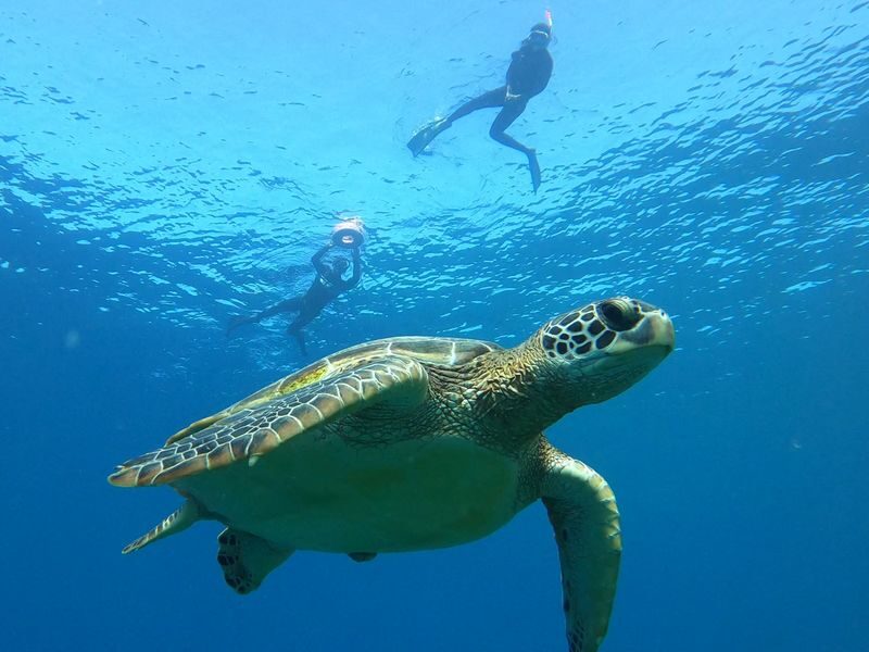Coral and Sea Turtle Snorkeling - At a glance