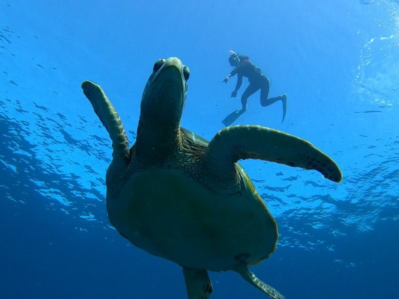 Coral and Sea Turtle Snorkeling - Help for first-time snorkelers