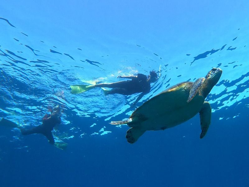 Coral and Sea Turtle Snorkeling - What the price includes