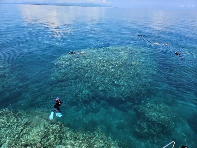 Coral and Sea Turtle Snorkeling - Weather, timing, and booking details