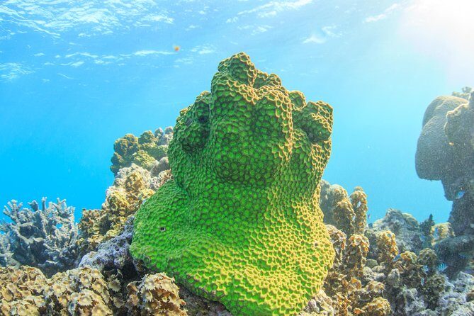 Coral Bay 2-Hour Coral Viewing and Snorkeling - A Deep Dive into What Makes This Tour Special