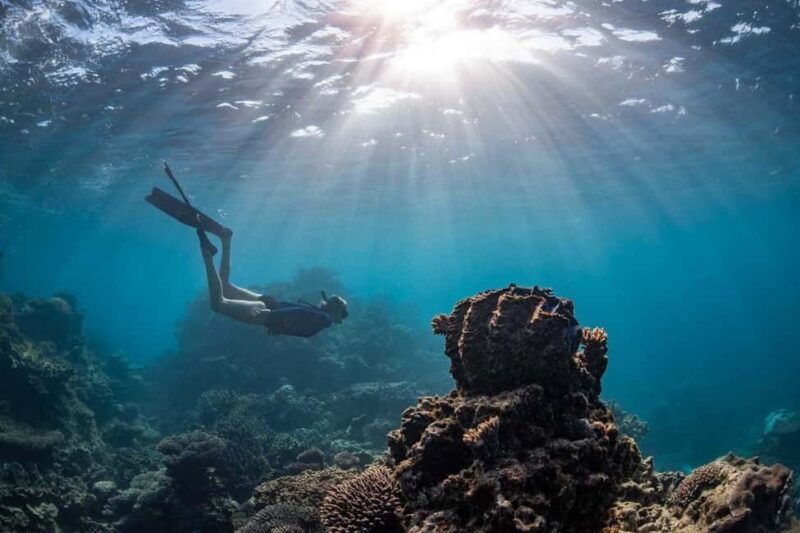 Coral Bay: Half Day Ningaloo Reef Adventure with Manta Rays - Key Points