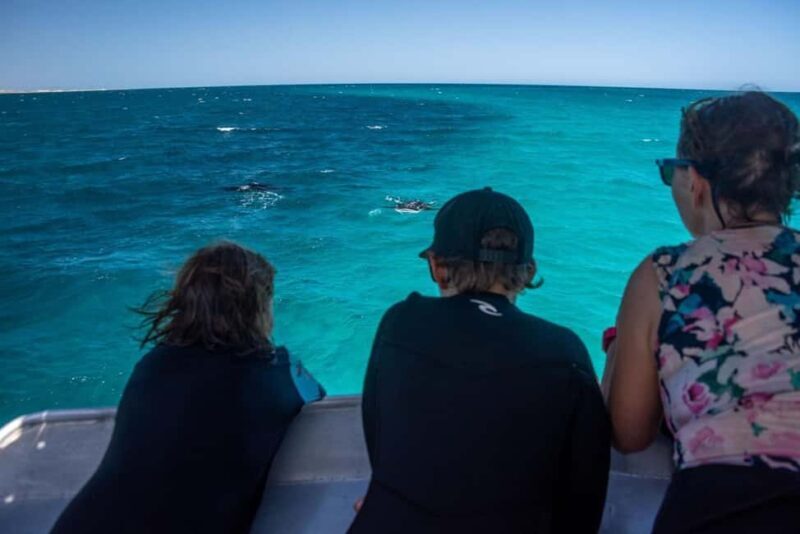 Coral Bay: Half Day Ningaloo Reef Adventure with Manta Rays - FAQs