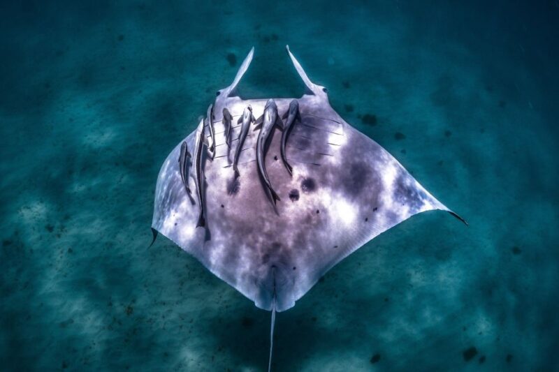Coral Bay: Marine Eco Safari - Swim With Manta Rays - A Deep Dive into the Coral Bay Marine Eco Safari
