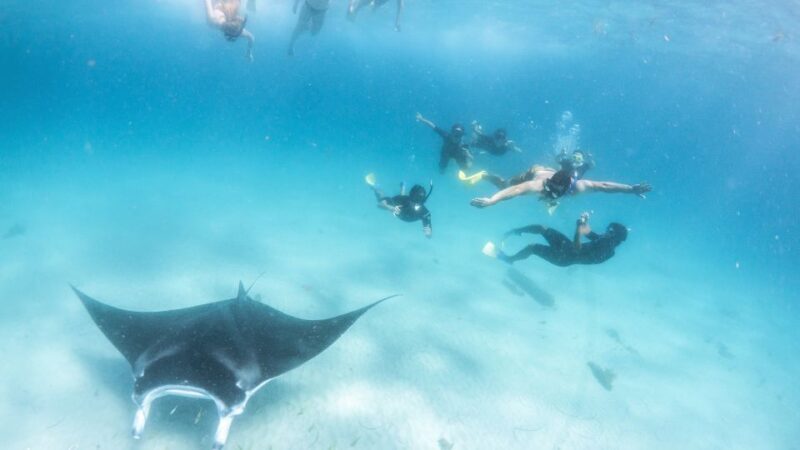 Coral Bay: Marine Eco Safari - Swim With Manta Rays - The Sum Up