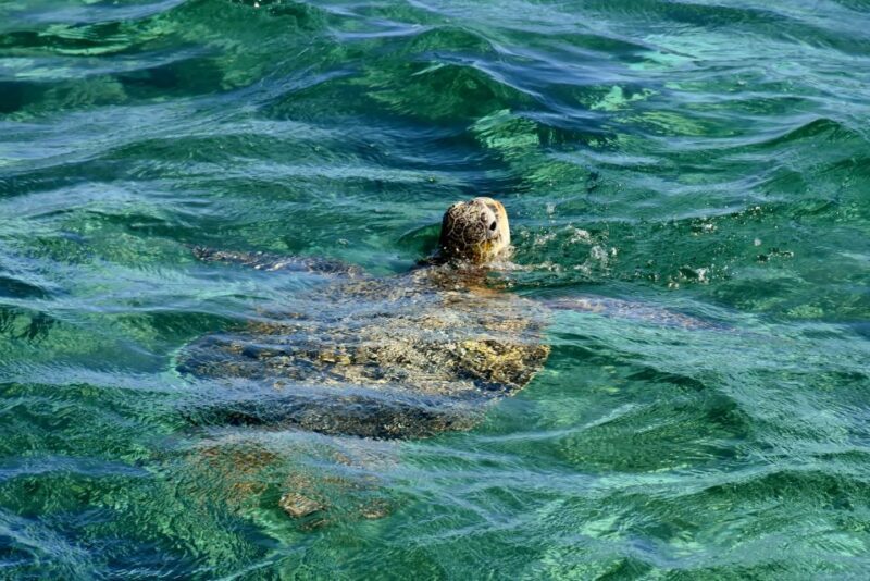 Coral Bay: Ningaloo Reef 3-Hour Turtle Ecotour - FAQ