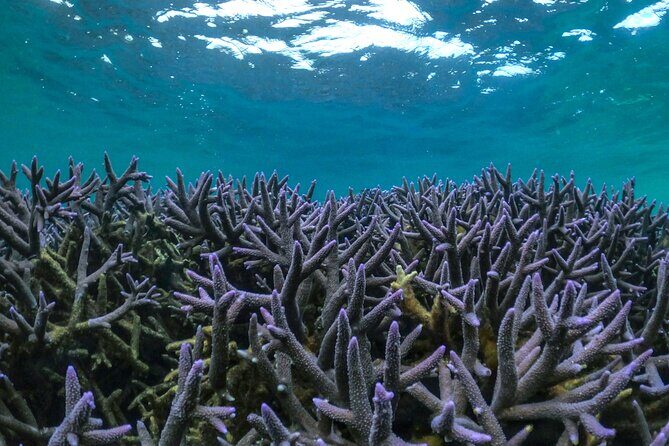 Coral By Kayak - Ningaloo Reef Half Day Kayak & Snorkel Tour - A Close Look at the Tour Experience