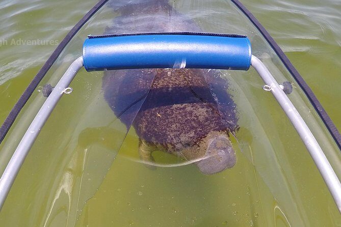 Coral Island & Racha Island Speedboat Excursion - FAQs