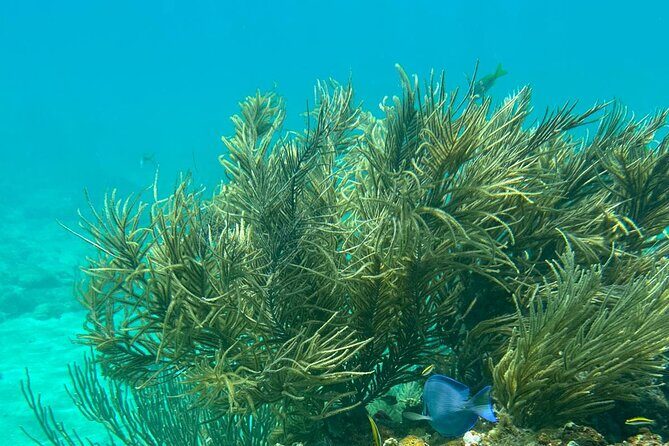 Coral Reef and Sea Turtle Snorkeling Experience - Who This Tour Is Best For