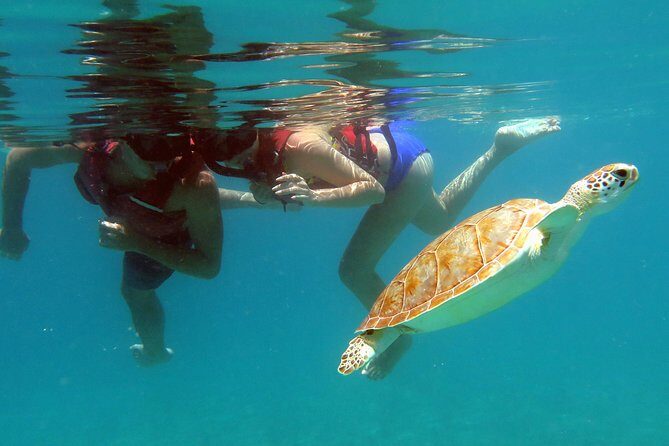 Coral Reef and Turtle Kayak Excursion - An In-Depth Look at the Coral Reef and Turtle Kayak Excursion