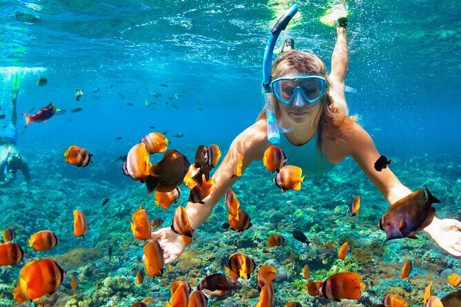 Coral Reef Snorkeling Expedition from Cancun with Beachside Lunch - Key Points