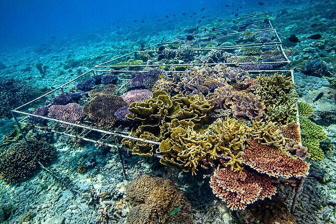 Coral Restoration Snorkeling Tour On Nusa Penida with NGO - Exploring Nusa Penidas Underwater World with a Purpose