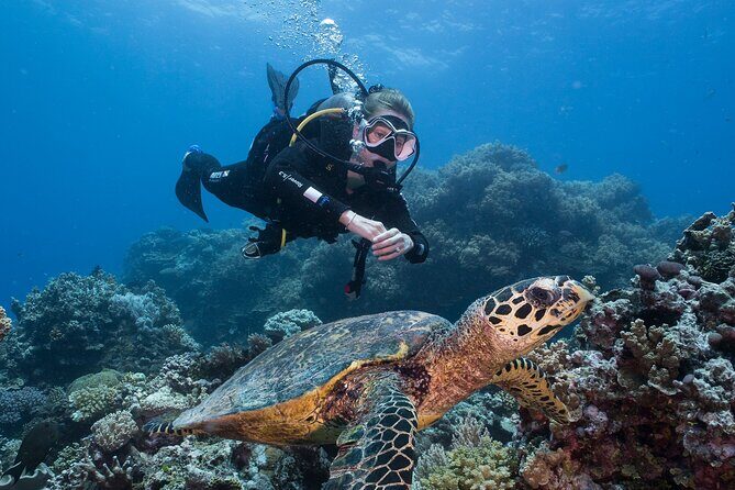 Coral Sea Dreaming Overnight Dive, Snorkel and Sail - The Sum Up: Why This Tour Might Be Right for You