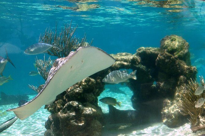 Coral World Ocean Park General Admission Ticket - Final Thoughts