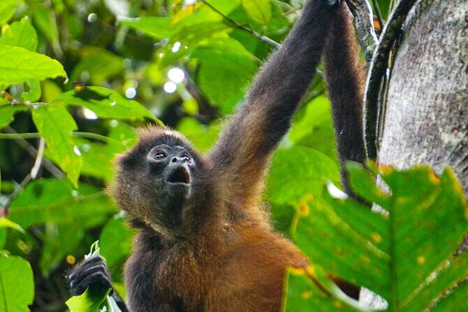 Corcovado and Drake Bay 2-Day Small-Group Safari Guided Tour - Who Should Consider This Tour?