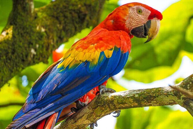 Corcovado Hiking Tour - Practical Tips for an Enjoyable Tour