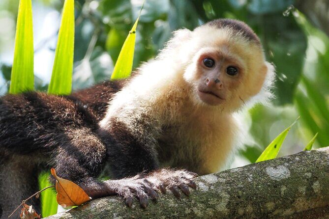 Corcovado Hiking Tour - The Sum Up: Who Will Love This Tour?