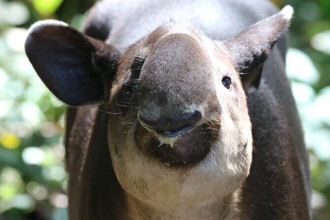 Corcovado National Park Hike - From Uvita - Final Summary