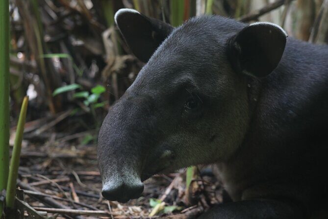 Corcovado National Park Hike San Pedrillo Station - Corcovado National Park Hike San Pedrillo Station: An Authentic Costa Rican Adventure