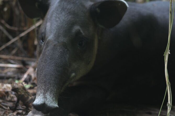 Corcovado National Park Hike San Pedrillo Station - The Sum Up