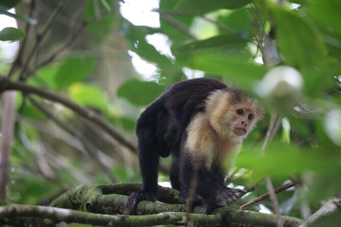 Corcovado National Park Hike San Pedrillo Station - FAQ