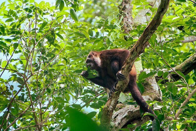 Corcovado National Park Land and Ocean Tour - What Travelers Say