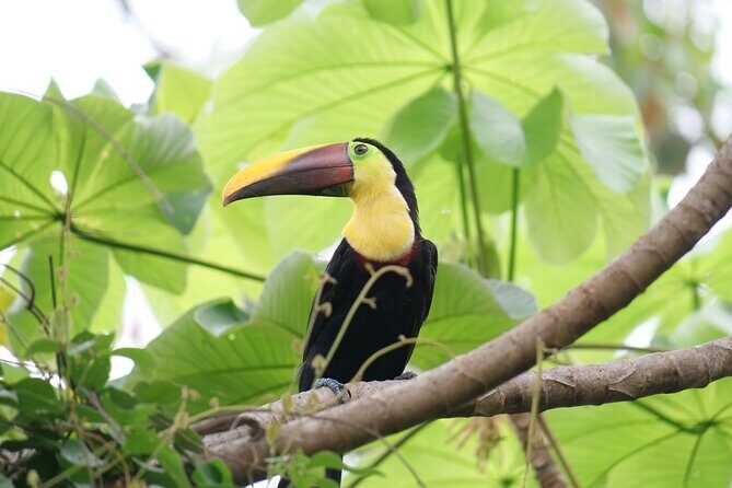 Corcovado National Park Land and Ocean Tour - The Sum Up