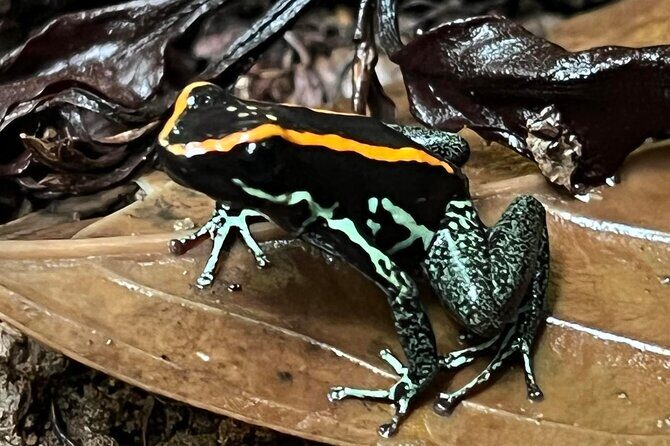 Corcovado National Park: Mermaid day tour From Puerto Jimenez - Key Points