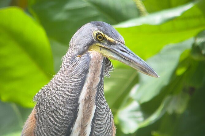 Corcovado National Park: Mermaid day tour From Puerto Jimenez - What Makes This Tour Stand Out?