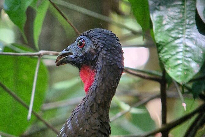 Corcovado National Park: Mermaid day tour From Puerto Jimenez - Potential Considerations