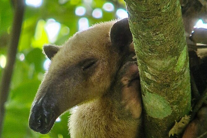 Corcovado National Park: Mermaid day tour From Puerto Jimenez - FAQ