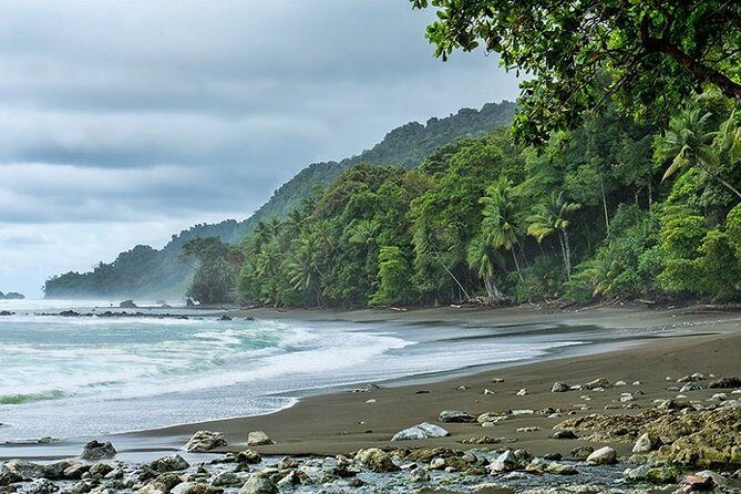 Corcovado National Park One Day Tour - Corcovado National Park One Day Tour: A Deep Dive into Costa Rica’s Wildlife and Wilderness