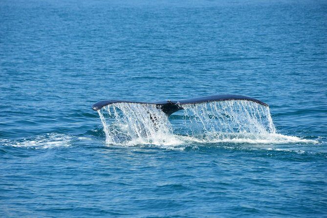 Corcovado National Park One Day Tour - Exploring Corcovado: A Complete Breakdown of the Tour