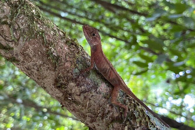 Corcovado National Park San Pedrillo Station from Uvita - Who Will Love This Tour?