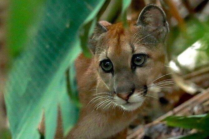 Corcovado National Park San Pedrillo Station from Uvita - FAQ