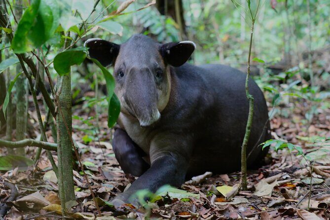 Corcovado National Park San Pedrillo Station from Uvita - Experience the Wild Side of Costa Rica: Corcovado National Park from Uvita