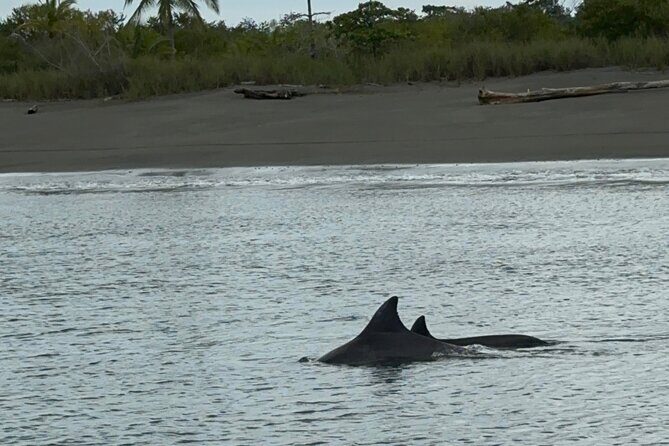 Corcovado National Park: Sirena Day Tour From Puerto Jimenez - Key Points