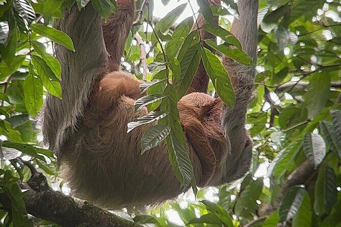 Corcovado National Park: Sirena Day Tour From Puerto Jimenez - The Sum Up