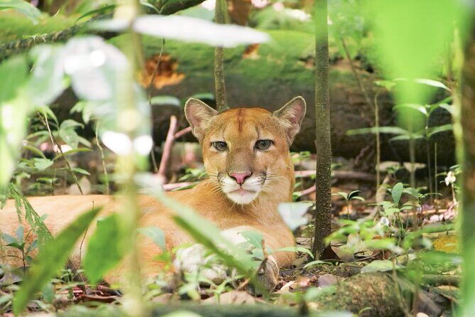 Corcovado Region Land and Ocean Wildlife Adventure - Key Points